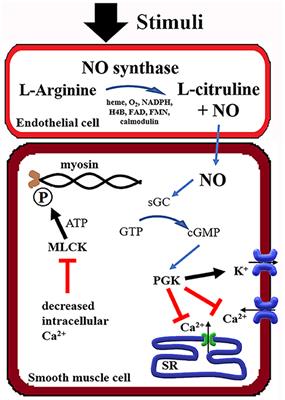 The Controversy Persists: Is There a Qualification Criterion to Utilize Inhaled Nitric Oxide in Pre-term Newborns?